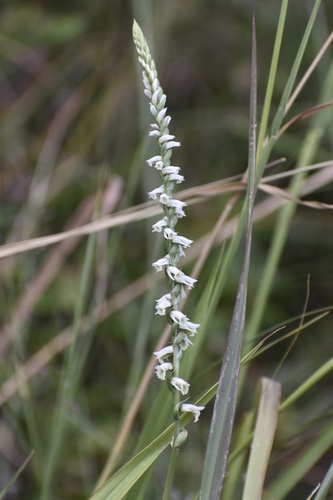 Spiranthes lacera, photograph 4