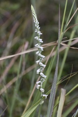 (c) northerly, some rights reserved (CC BY) Spiranthes lacera, photograph (c) northerly, some rights reserved (CC BY)