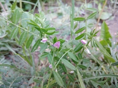 Vicia sativa nigra