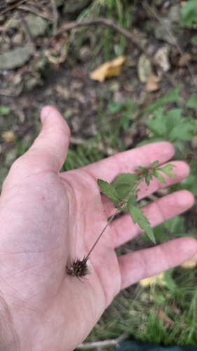 Geum canadense, photograph 4