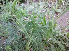 Vicia sativa nigra