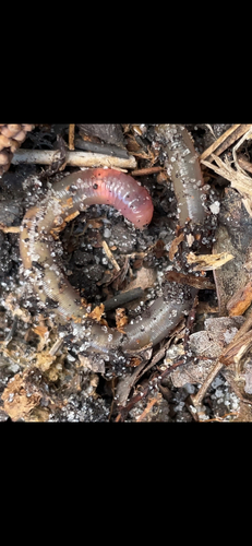 Pontoscolex corethrurus observed 2026-09-06