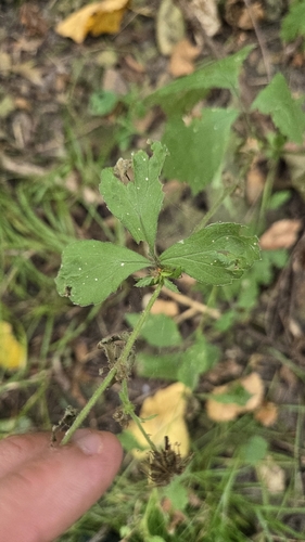 Geum canadense, photograph 5