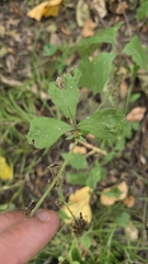 Geum canadense, photograph (c) Carter Ertel, some rights reserved (CC BY)