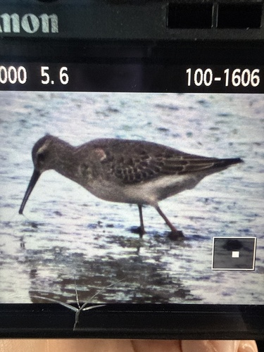 Stilt Sandpiper