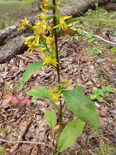 Solidago macrophylla, photograph 3