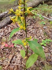 Solidago macrophylla, photograph (c) Tom Norton, some rights reserved (CC BY)