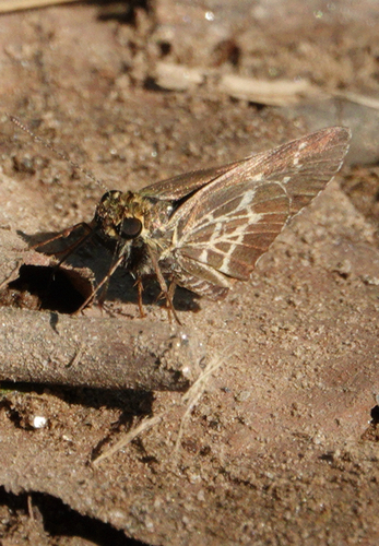 Lace-winged Roadside-Skipper photo 2