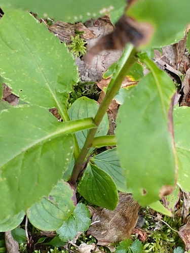 Solidago macrophylla, photograph 4