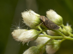 Curtara