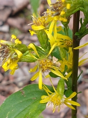 Solidago macrophylla, photograph (c) Tom Norton, some rights reserved (CC BY)