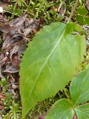 Solidago macrophylla, photograph (c) Tom Norton, some rights reserved (CC BY)