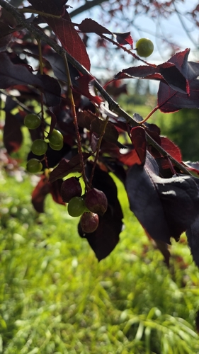 Chokecherry Midge photo 4