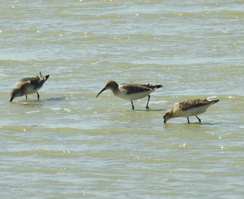 iNaturalist image