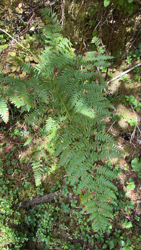 common bracken