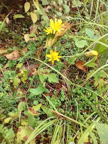 Hieracium scabrum, photograph 2