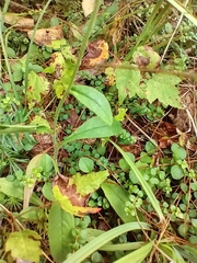 Hieracium scabrum, photograph (c) Tom Norton, some rights reserved (CC BY)