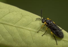 Adurgoa gonagra
