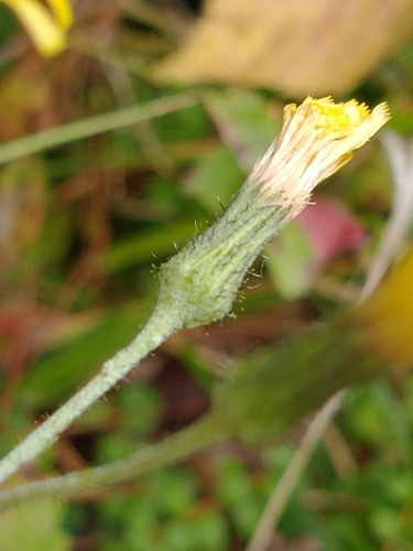 Hieracium scabrum, photograph 4