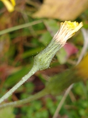 Hieracium scabrum, photograph (c) Tom Norton, some rights reserved (CC BY)