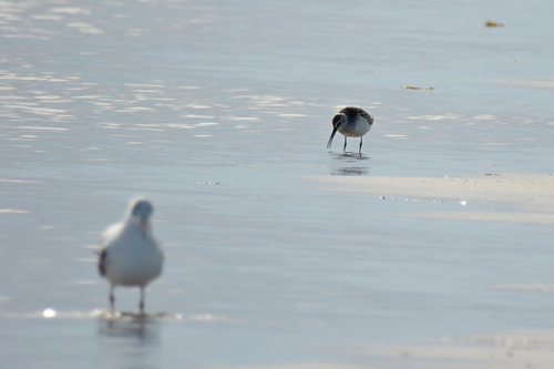 iNaturalist image