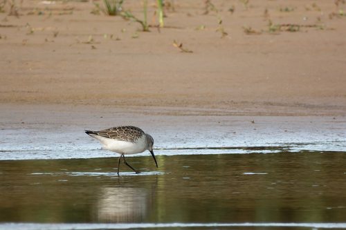 iNaturalist image