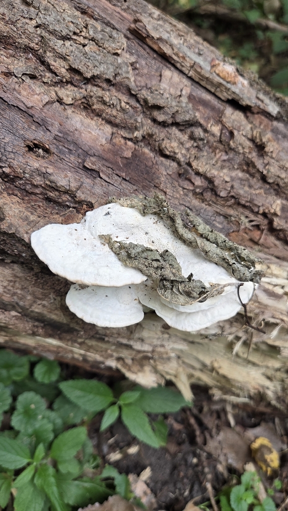 Lumpy Bracket · September 2026 · photo: Photo: (c) Carter Ertel, some rights reserved (CC BY) · iNaturalist