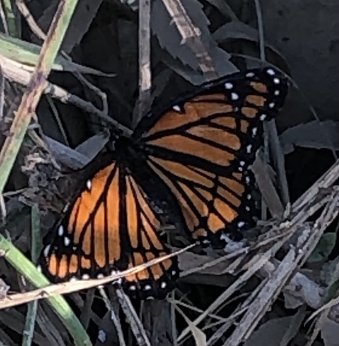 Viceroy