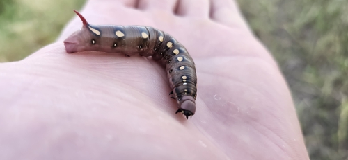 Bedstraw Hawkmoth