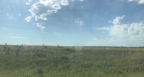 Pronghorn