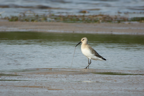 iNaturalist image