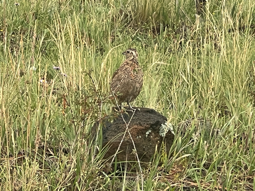 Montezuma Quail