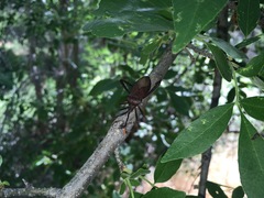 Acanthocephala thomasi