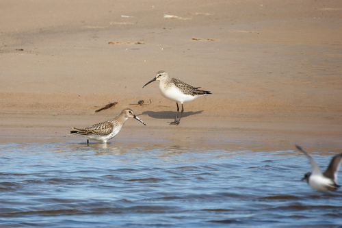 iNaturalist image