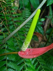 (c) Henrry, some rights reserved (CC BY) Anthurium sanguineum, photograph (c) Henrry, some rights reserved (CC BY)