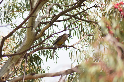 Western Red Wattlebird