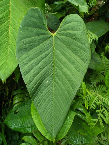 Anthurium sanguineum, photograph 2