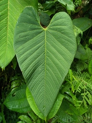 (c) Henrry, some rights reserved (CC BY) Anthurium sanguineum, photograph (c) Henrry, some rights reserved (CC BY)