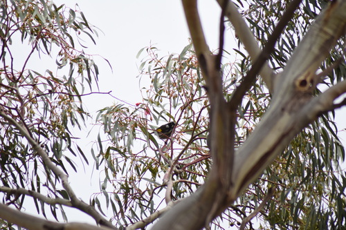 Eastern New Holland Honeyeater