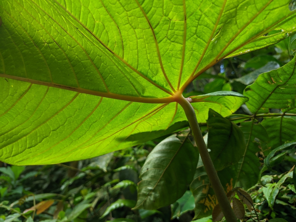 Anthurium sanguineum; photograph (c) Henrry, some rights reserved (CC BY)