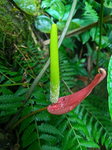 Anthurium sanguineum, photograph 3