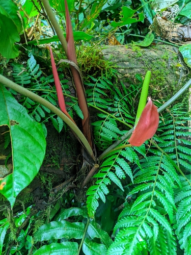 Anthurium sanguineum, photograph 4