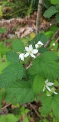 Rubus ursinus