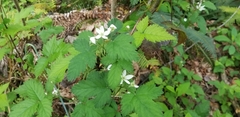 Rubus ursinus