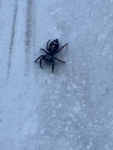 Bold Jumping Spider