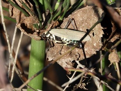 Scaphura elegans