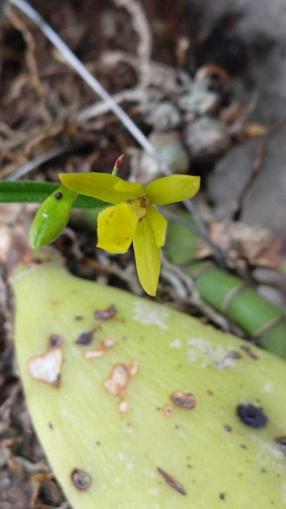 Oestlundia ligulata
