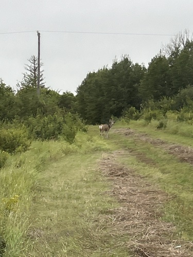 Mule Deer