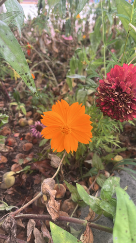 Yellow Cosmos