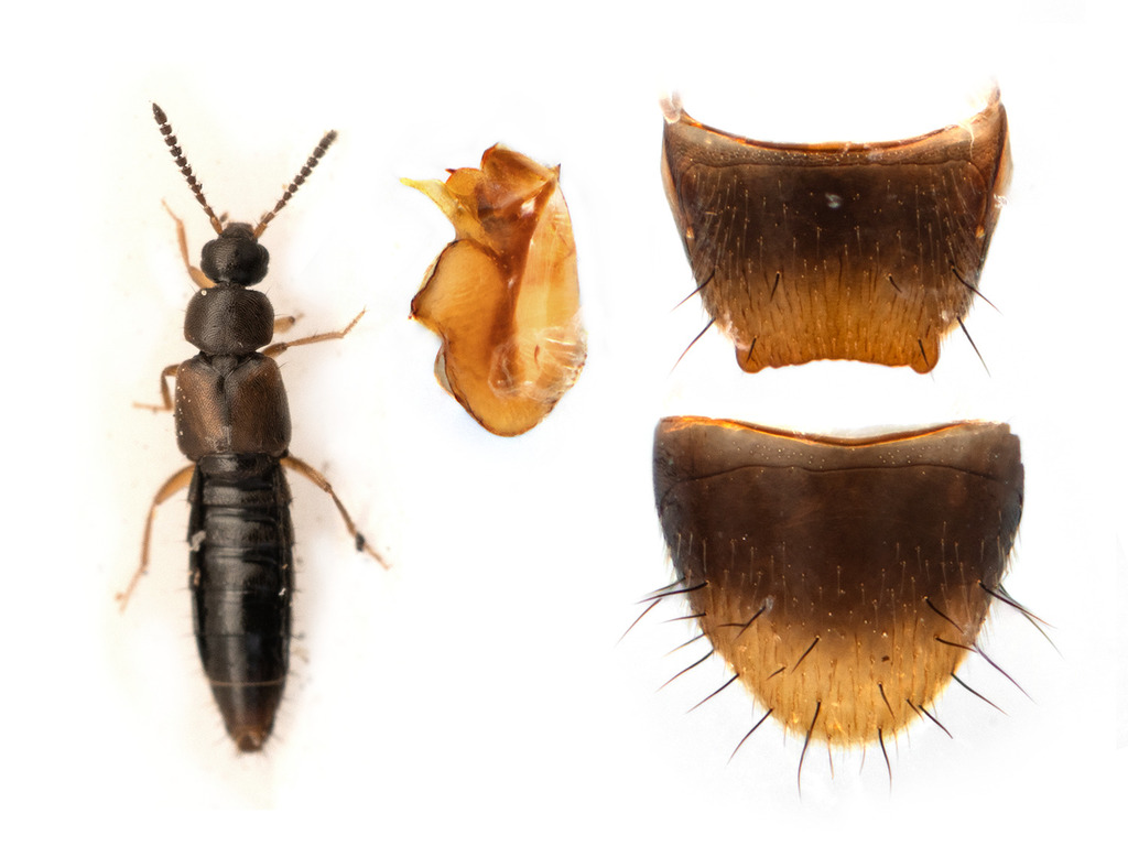Atheta pseudometlakatlana